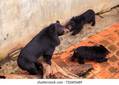 closeup large black bear and cubs play on tree trunk between barrier and stone wall in zoo in Vietnam