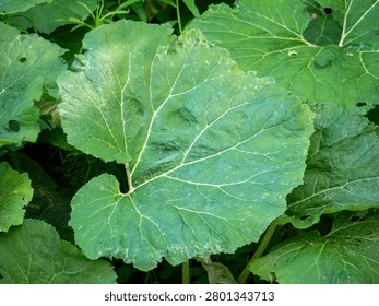 Close-up of a large burdock leaf with visible veins and natural texture. Wild green foliage growing in a forest and meadow environment.
