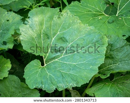 Close-up of a large burdock leaf with visible veins and natural texture. Wild green foliage growing in a forest and meadow environment.