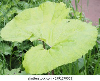 Close-up of large butterbur leaf