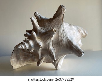 Close-up of a large conch seashell placed on a white surface, showcasing its natural textures, soft pink interior, and elegant curves. Captured in natural lighting with a shallow depth of field 