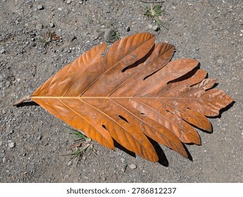 Close-up of a large dried breadfruit leaf resting on a gravelly dirt surface under bright sunlight. The leaf features distinctive lobed edges, prominent veins, and warm orange-brown coloration, highlighting natural textures and organic patterns. Suitable for themes of tropical vegetation, seasonal change, ecology, nature backgrounds, and botanical studies.