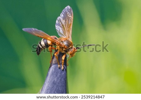 Closeup of a  large Eastern Cicada Killer Wasp (Sphecius speciosus) hangs out on a fence post on a sunny summer day.