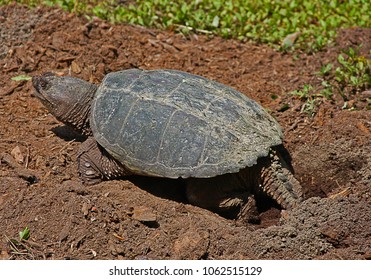 Painted Turtle Leeches On His Shell Stock Photo (Edit Now) 1782159788