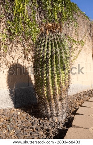 Close-up of  large fishhook barrel cactus Ferocactus wislizeni grows beneath a concrete block wall covered in trailing catclaw vine Dolichandra unguis-cati on a roadside in Phoenix, Arizona