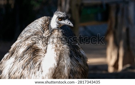 A closeup of a large flightless bird standing outdoors.