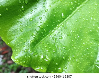 A close-up of a large, green leaf covered in water droplets. The leaf has a glossy texture and the water droplets create a beautiful, iridescent effect. - Powered by Shutterstock