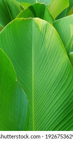 closeup of large green tropical leaf with beautiful patterns  - Shutterstock ID 1926753629