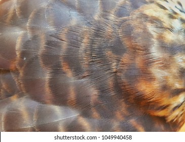 Closeup Of Large Hawk Cuckoo Wing 