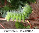 Closeup of a Large Imperial Moth Caterpillar Larvae on a Maple Branch, Giant Bright Green Caterpillar, Eacles Imperialis with blurred green and brown background