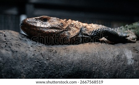 Close-up of a large lizard resting on a rock with detailed textured skin, showcasing exotic wildlife, natural camouflage, and the beauty of reptiles in their natural habitat. Dubai Green Planet