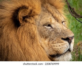 A Close-up Of A Large Male Lion At The Columbus Zoo And Aquarium. 