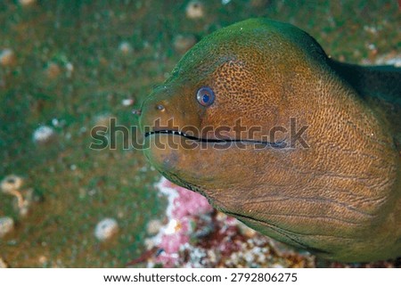 Closeup of large moray eel head, showing teeth and texture of its skin, Gymnothorax javanicus,