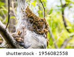 close-up of a large oak processionary moth nest in procession on an oak tree