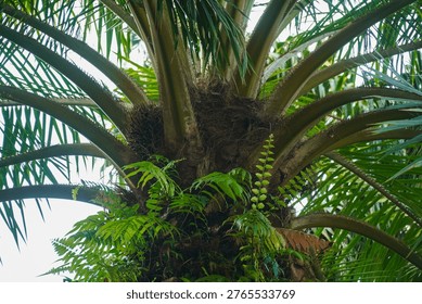 Close-up of a large palm tree trunk with lush green fronds arching outward and small ferns growing around its base in a vibrant tropical setting under bright natural light.
