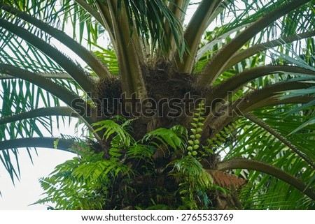 Close-up of a large palm tree trunk with lush green fronds arching outward and small ferns growing around its base in a vibrant tropical setting under bright natural light.