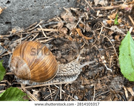 Close-up of a large Roman snail crawling on the ground covered with dry leaves and twigs.
