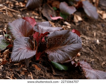 Closeup of the large ruby red leaves of the garden perennial Bergenia Bressingham Ruby.