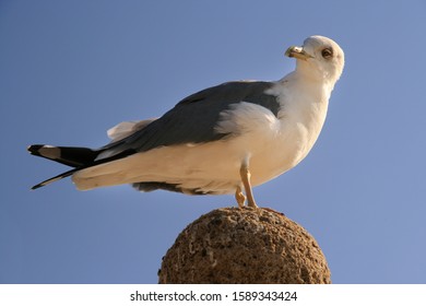 Closeup of a large seagull looking down on the viewer with one eye, seemingly feeling superior