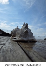 Close-up of a large seashell resting on a weathered wooden surface by the sea. Natural textures and soft daylight create a calm coastal atmosphere, symbolizing marine life, travel, and seaside tranqui