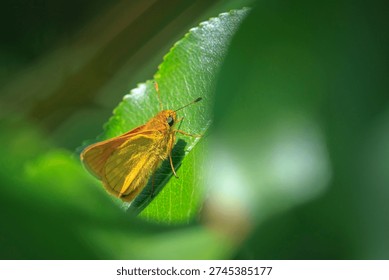 Closeup of a large skipper Ochlodes sylvanus butterfly on a purple thistle flowers drinking nectar.