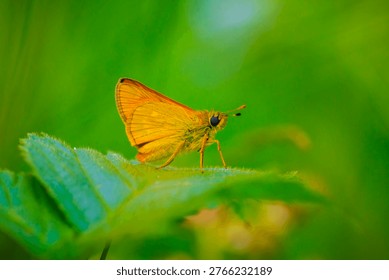 Closeup of a large skipper Ochlodes sylvanus butterfly on a purple thistle flowers drinking nectar.
