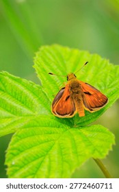 Closeup of a large skipper Ochlodes sylvanus butterfly on a purple thistle flowers drinking nectar.