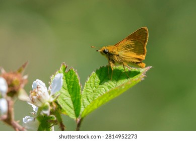 Closeup of a large skipper Ochlodes sylvanus butterfly on a purple thistle flowers drinking nectar.