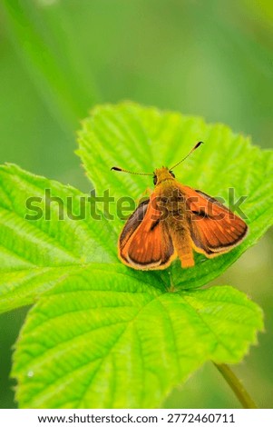 Closeup of a large skipper Ochlodes sylvanus butterfly on a purple thistle flowers drinking nectar.