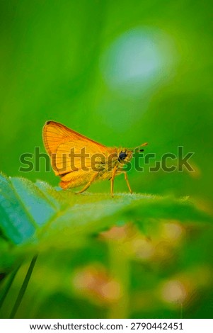 Closeup of a large skipper Ochlodes sylvanus butterfly on a purple thistle flowers drinking nectar.