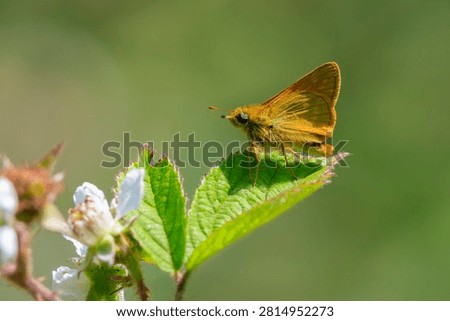 Closeup of a large skipper Ochlodes sylvanus butterfly on a purple thistle flowers drinking nectar.