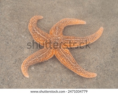 Closeup of a large Starfish stranded in shallow pool on beach, North Devon, England.