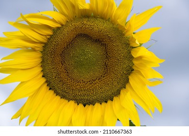 Closeup of a large sunflower with soft light