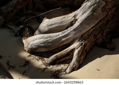 Close-up of a large tree root on a sandy beach