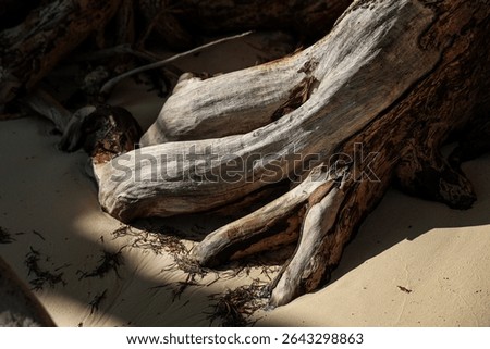 Close-up of a large tree root on a sandy beach