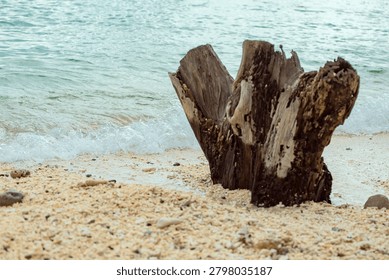 Close-up of a large tree stump next to the beach on Kota Kinabalu Island