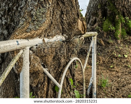 Closeup of a large tree trunk bark absorbing and engulfing an old painted metal fence railing with lichen and moss in a park setting.