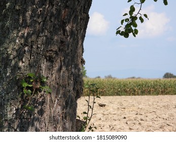 closeup of a large tree trunk with blurred natural background