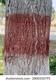 Close-up of a large tree trunk painted with distinctive red and white bands, standing in a lush green park alongside a sunlit road.