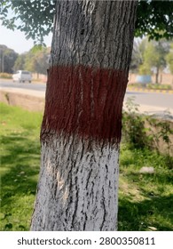 Close-up of a large tree trunk painted with distinctive red and white bands, standing in a lush green park alongside a sunlit road.