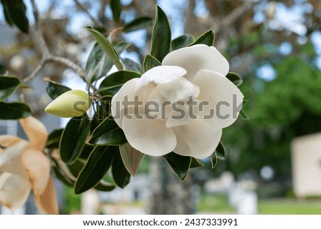 A closeup of a large white magnolia flower with bronze along the edge from age. The blossom has four cup or bowl shaped petals with large green leathery leaves. The growing bloom has a sweet smell.