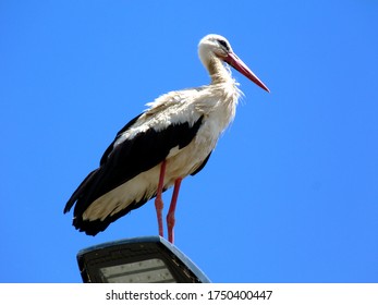 Closeup Of Large White Stork. Black Flight Feathers And Wing Coverts, Red Beak And Legs. Perched On Top Of Street Lamp. Low Angle View. Blue Sky. Scientific Name Ciconia Ciconia. Migratory Wading Bird