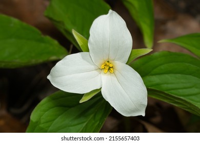 A close-up of a Large White Trillium flower. Also known as Great White Trillium, Large-flowered Trillium, Wake-robin, and Wood Lily. Taylor Creek Park, Toronto, Ontario, Canada.