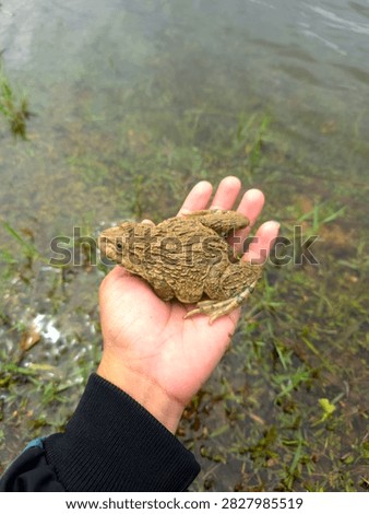 Close-up of a large wild frog held in a person's hand.
