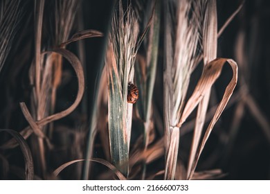 Close-up Larva Sits On Stem Of Spikelet. Red Grub Sitting On The Plant That Damages The Wild Old Grass. Nature Summer Background With Bug.