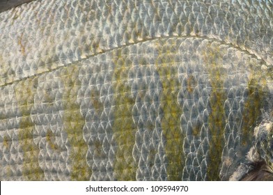 Closeup Of Lateral Line Of Barred Surf Perch