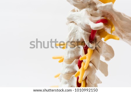 Close-up in lateral view of human cervical spine model on white background