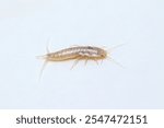 Closeup lateral view silverfish (house pest bug)