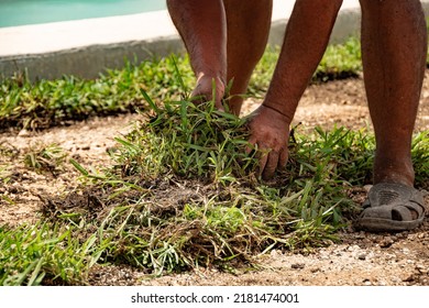 Closeup Of A Latin Man's Hands Sowing Grass