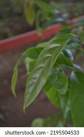 Closeup Of Lauraceae Leaves With Blurry Garden Background